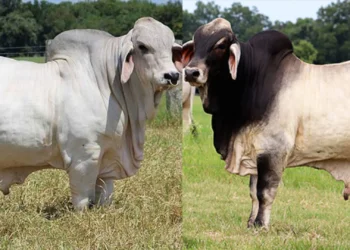 Brahman Galant