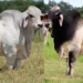 Brahman Galant